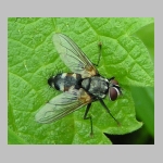 Thelaira nigrina - Raupenfliege 02.jpg